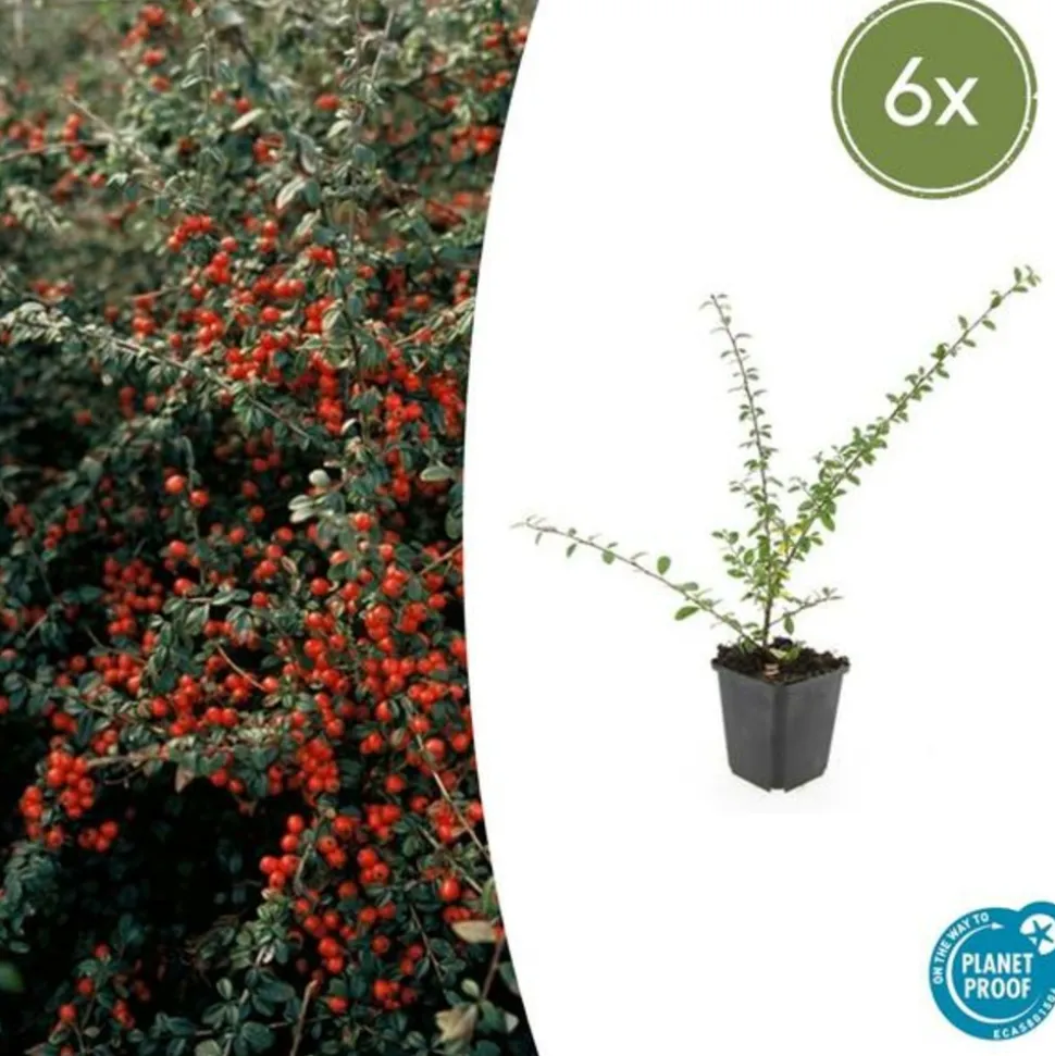 LA GREEN TOUCH - Cotonéaster de dammer 'coral beauty' x6 – entre 0,38 et 0,5m2