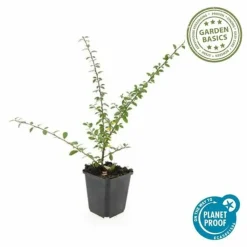 LA GREEN TOUCH - Cotonéaster de dammer 'coral beauty' x6 – entre 0,38 et 0,5m2