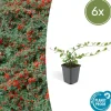 LA GREEN TOUCH - Cotonéaster de dammer x6 – entre 0,38 et 0,5m2