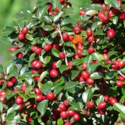 LA GREEN TOUCH - Cotonéaster de dammer x6 – entre 0,38 et 0,5m2