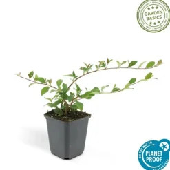LA GREEN TOUCH - Cotonéaster de dammer 'major' x20 – entre 1,25 et 1,67m2