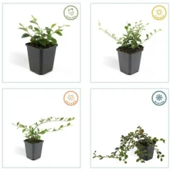 LA GREEN TOUCH - Cotonéaster de dammer 'major' x20 – entre 1,25 et 1,67m2