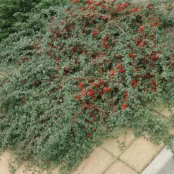 LA GREEN TOUCH - Cotonéaster de dammer 'major' x20 – entre 1,25 et 1,67m2