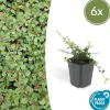 LA GREEN TOUCH - Cotonéaster rampant 'queen of carpets' x6 – entre 0,38 et 0,5m2