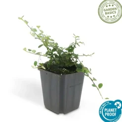 LA GREEN TOUCH - Cotonéaster rampant 'queen of carpets' x6 – entre 0,38 et 0,5m2