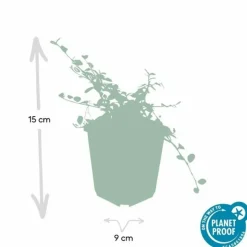 LA GREEN TOUCH - Cotonéaster rampant 'queen of carpets' x6 – entre 0,38 et 0,5m2