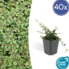 LA GREEN TOUCH - Cotonéaster rampant 'queen of carpets' x40 – entre 2,5 et 3,33m2
