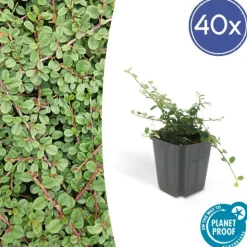 LA GREEN TOUCH - Cotonéaster rampant 'queen of carpets' x40 – entre 2,5 et 3,33m2
