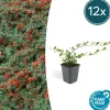 LA GREEN TOUCH - Cotonéaster de dammer x12 – entre 0,75 et 1m2