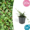 LA GREEN TOUCH - Cotonéaster de dammer 'streib's findling' x20 – entre 1,25 et 1,67m2