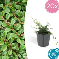 LA GREEN TOUCH - Cotonéaster de dammer 'streib's findling' x20 – entre 1,25 et 1,67m2