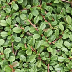 LA GREEN TOUCH - Cotonéaster de dammer 'streib's findling' x20 – entre 1,25 et 1,67m2