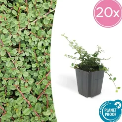 LA GREEN TOUCH - Cotonéaster rampant 'queen of carpets' x20 – entre 1,25 et 1,67m2