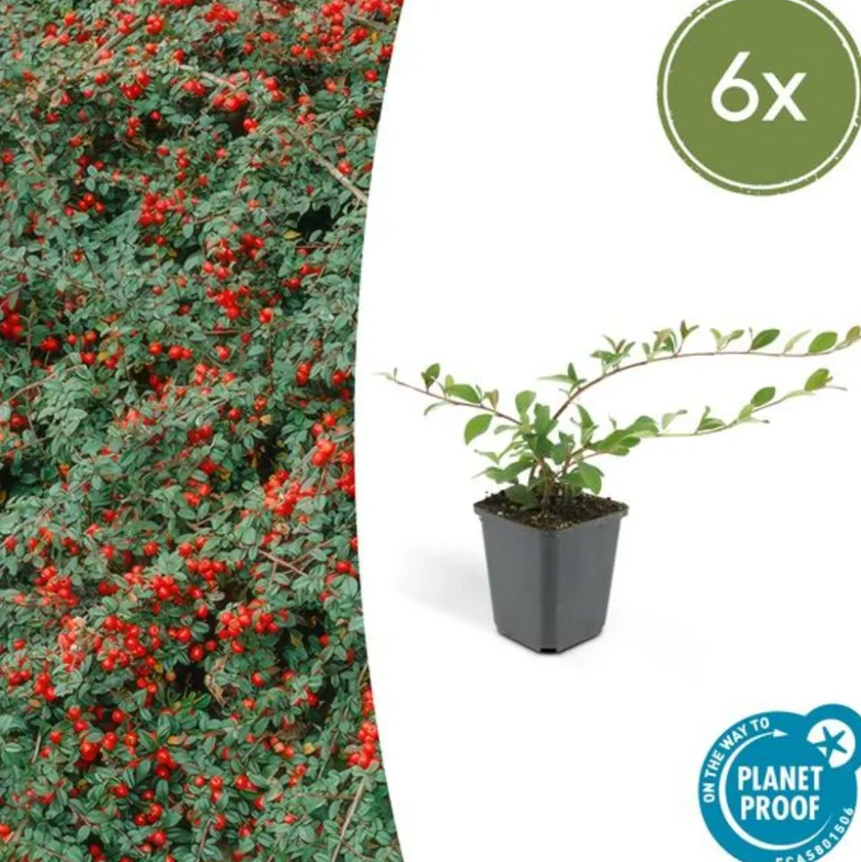 LA GREEN TOUCH - Cotonéaster de dammer 'major' x6 – entre 0,38 et 0,5m2