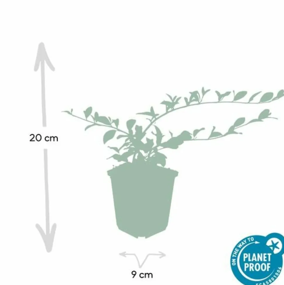 LA GREEN TOUCH - Cotonéaster de dammer 'major' x6 – entre 0,38 et 0,5m2