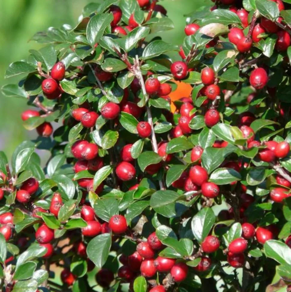 LA GREEN TOUCH - Cotonéaster de dammer 'major' x6 – entre 0,38 et 0,5m2