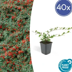 LA GREEN TOUCH - Cotonéaster de dammer 'major' x40 – entre 2,5 et 3,33m2