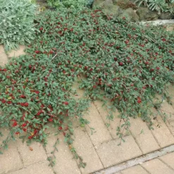 LA GREEN TOUCH - Cotonéaster de dammer 'major' x40 – entre 2,5 et 3,33m2