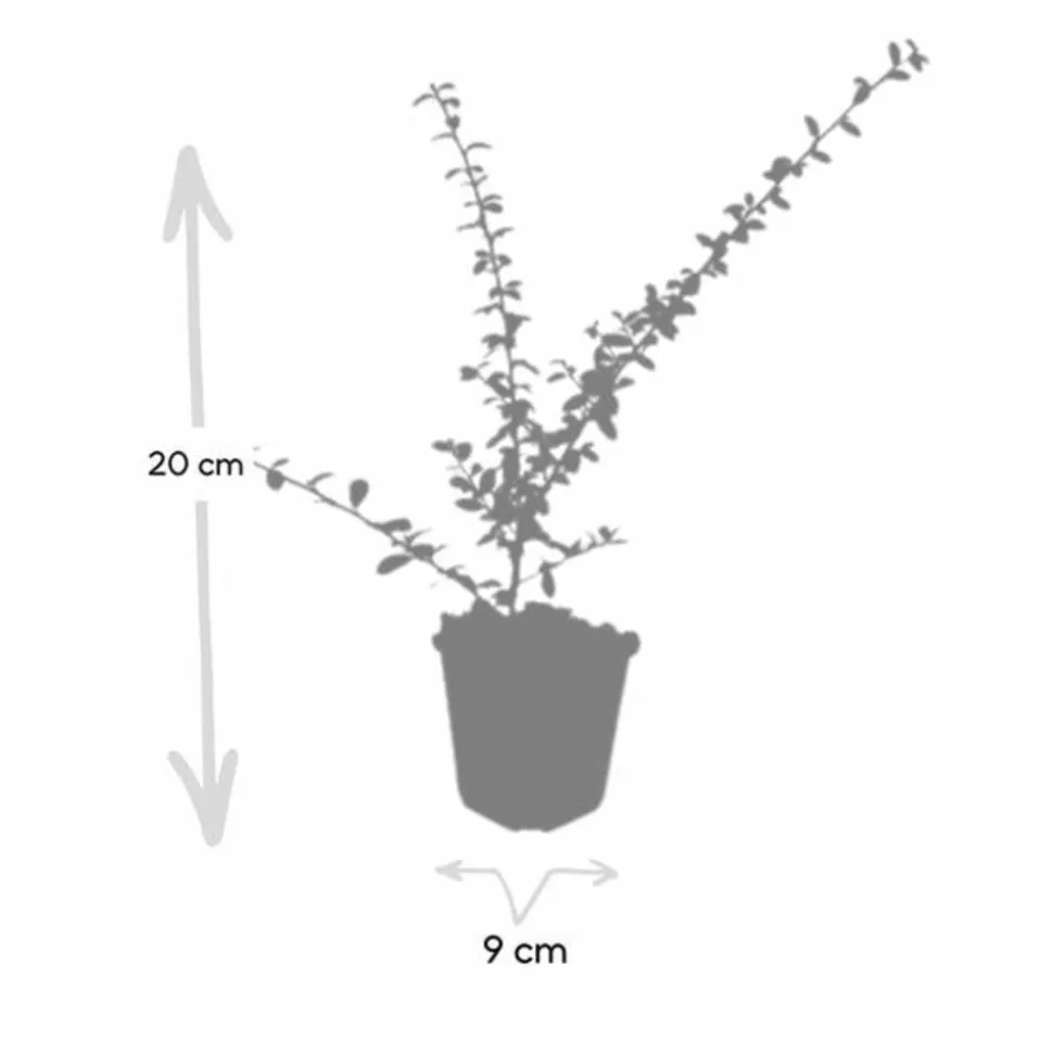 LA GREEN TOUCH - Cotonéaster de dammer 'coral beauty' x60 – entre 3,75 et 5m2