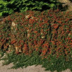 LA GREEN TOUCH - Cotonéaster de dammer 'streib's findling' x40 – entre 2,5 et 3,33m2