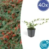 LA GREEN TOUCH - Cotonéaster de dammer x40 – entre 2,5 et 3,33m2