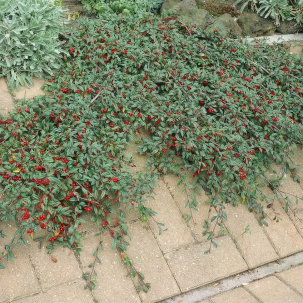 LA GREEN TOUCH - Cotonéaster de dammer 'major' x60 – entre 3,75 et 5m2