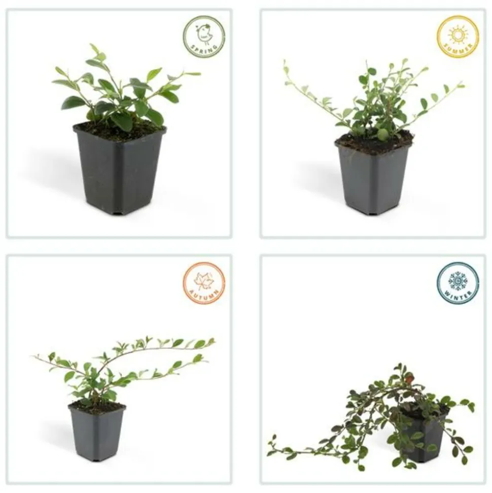 LA GREEN TOUCH - Cotonéaster de dammer x20 – entre 1,25 et 1,67m2