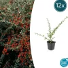 LA GREEN TOUCH - Cotonéaster de dammer 'coral beauty' x12 – entre 0,75 et 1m2