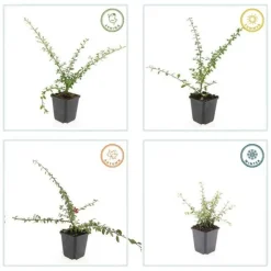 LA GREEN TOUCH - Cotonéaster de dammer 'coral beauty' x12 – entre 0,75 et 1m2