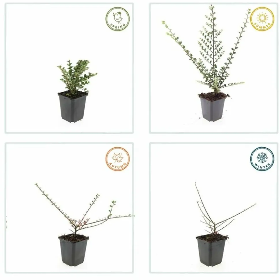 LA GREEN TOUCH - Cotonéaster horizontal x60 – entre 3,75 et 5m2