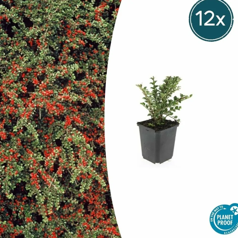 LA GREEN TOUCH - Cotonéaster horizontal x60 – entre 3,75 et 5m2