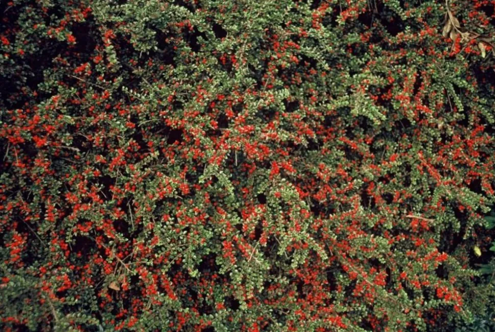 LA GREEN TOUCH - Cotonéaster horizontal x40 – entre 2,5 et 3,33m2
