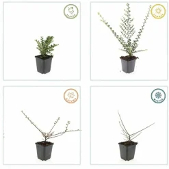 LA GREEN TOUCH - Cotonéaster horizontal x40 – entre 2,5 et 3,33m2