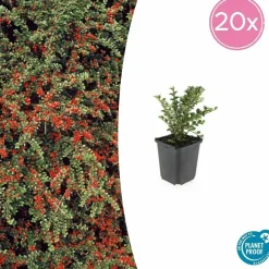 LA GREEN TOUCH - Cotonéaster horizontal x40 – entre 2,5 et 3,33m2