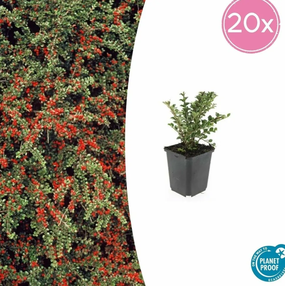 LA GREEN TOUCH - Cotonéaster horizontal x40 – entre 2,5 et 3,33m2