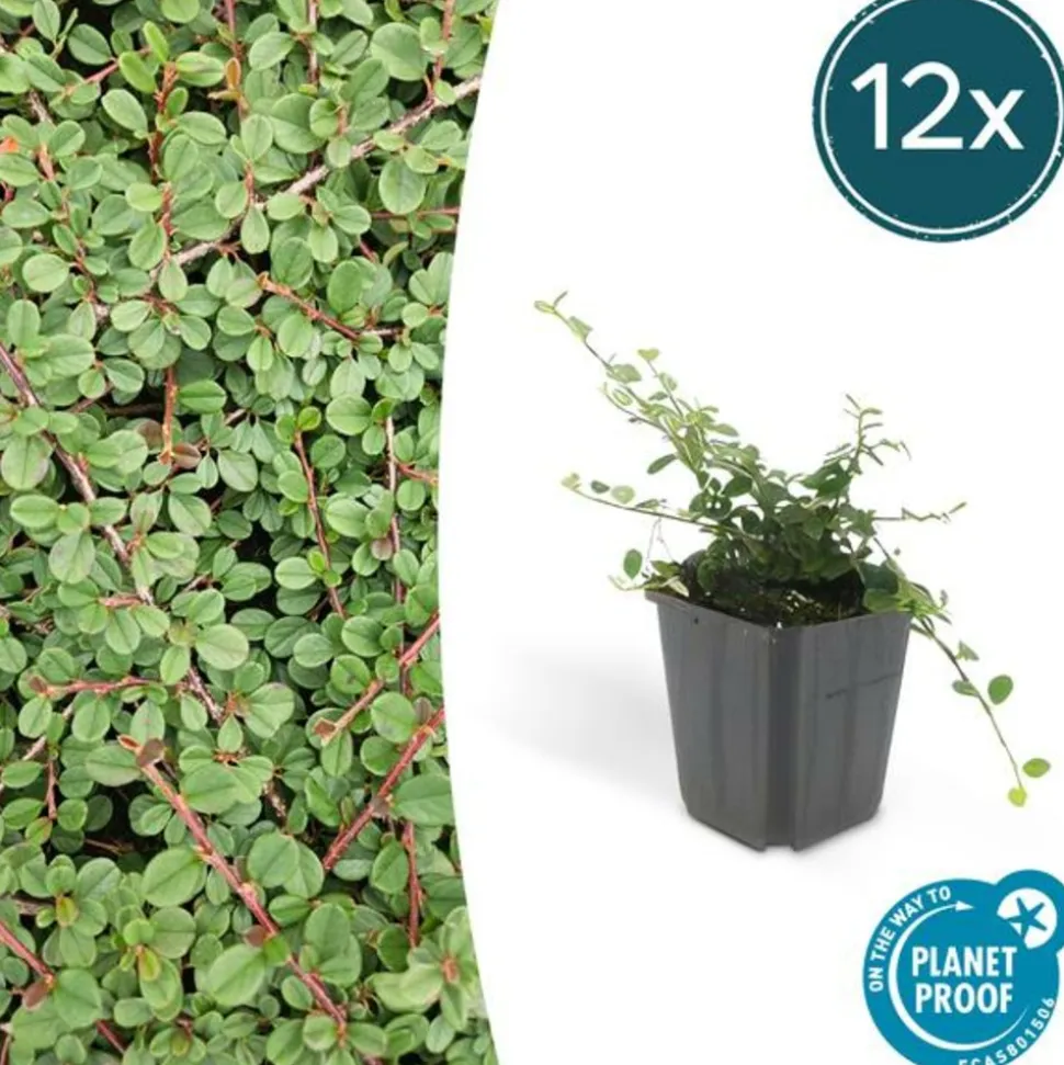 LA GREEN TOUCH - Cotonéaster rampant 'queen of carpets' x12 – entre 0,75 et 1m2