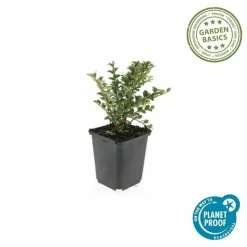 LA GREEN TOUCH - Cotonéaster horizontal x6 – entre 0,38 et 0,5m2