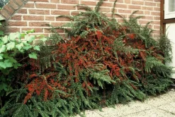 LA GREEN TOUCH - Cotonéaster horizontal x6 – entre 0,38 et 0,5m2
