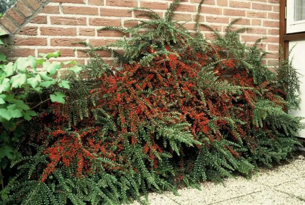 LA GREEN TOUCH - Cotonéaster horizontal x6 – entre 0,38 et 0,5m2