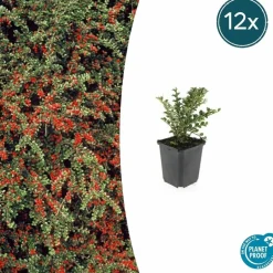 LA GREEN TOUCH - Cotonéaster horizontal x6 – entre 0,38 et 0,5m2