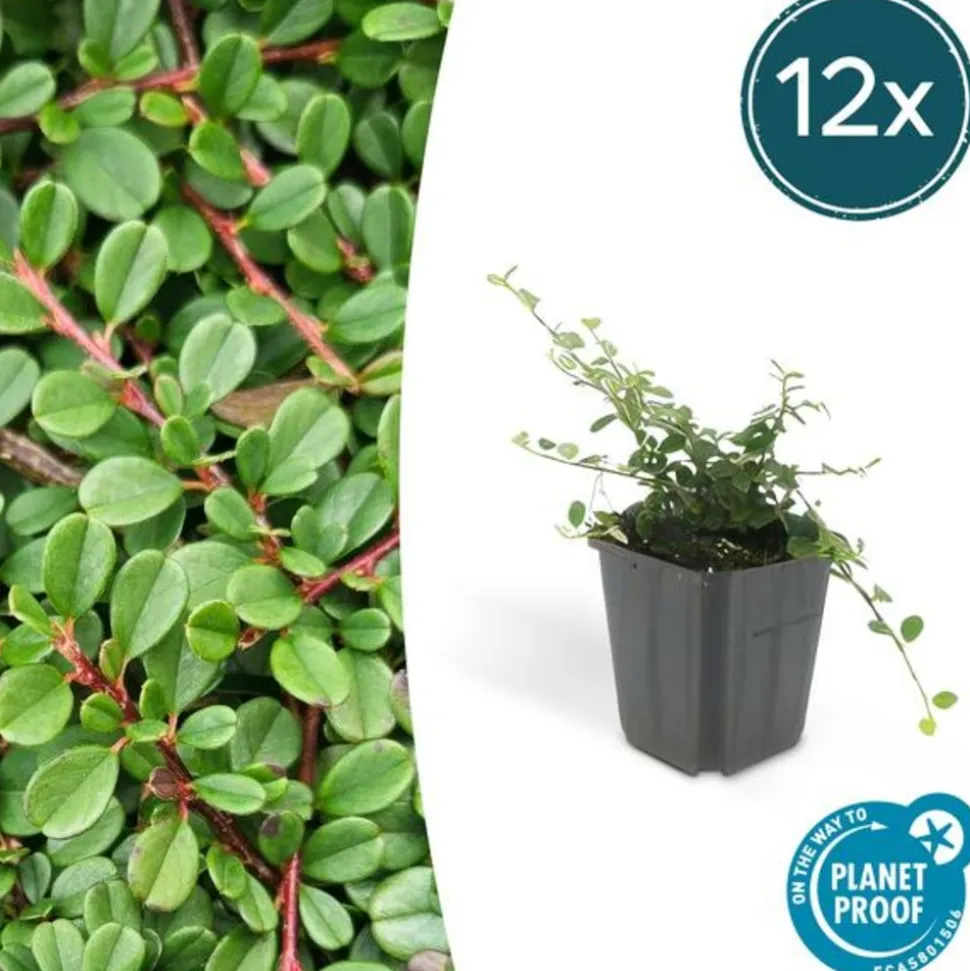 LA GREEN TOUCH - Cotonéaster de dammer 'streib's findling' x12 – entre 0,75 et 1m2