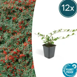 LA GREEN TOUCH - Cotonéaster de dammer 'major' x12 – entre 0,75 et 1m2