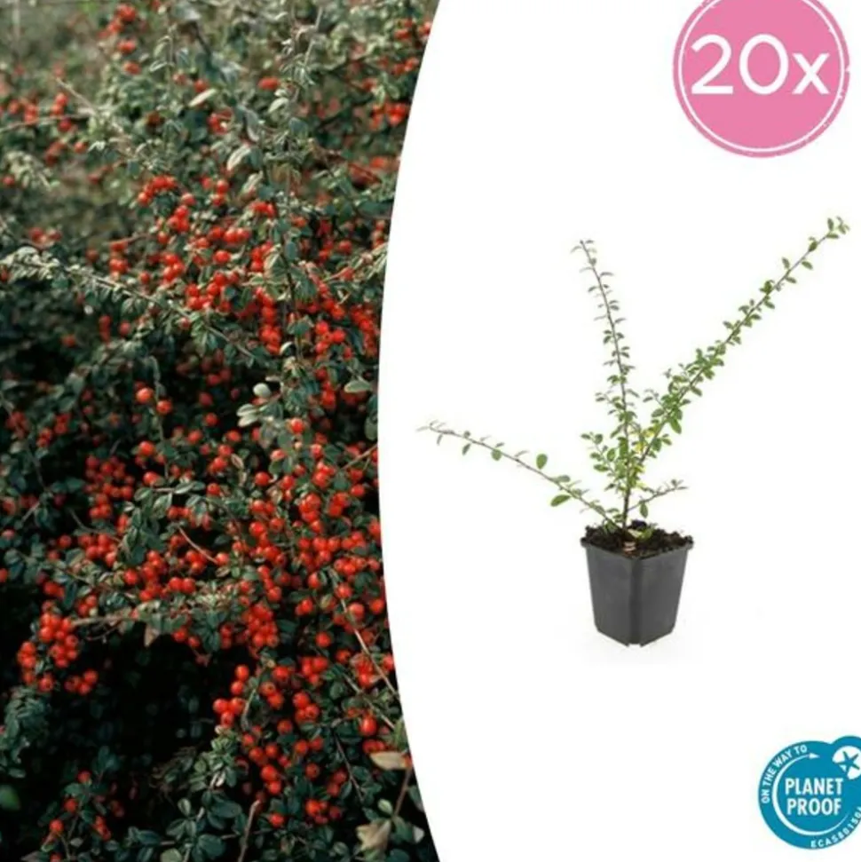 LA GREEN TOUCH - Cotonéaster de dammer 'coral beauty' x20 – entre 1,25 et 1,67m2