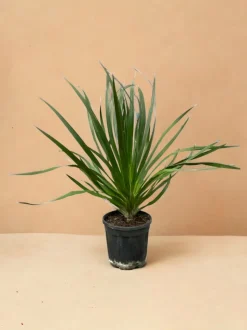 LA GREEN TOUCH - Dracaena draco 100cm - plante d'intérieur