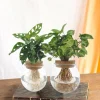 LA GREEN TOUCH - Duo hydroculture monstera/syngonium