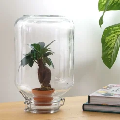 LA GREEN TOUCH - Easyplant - baby plante sous verre -