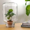 LA GREEN TOUCH - Easyplant - baby plante sous verre -