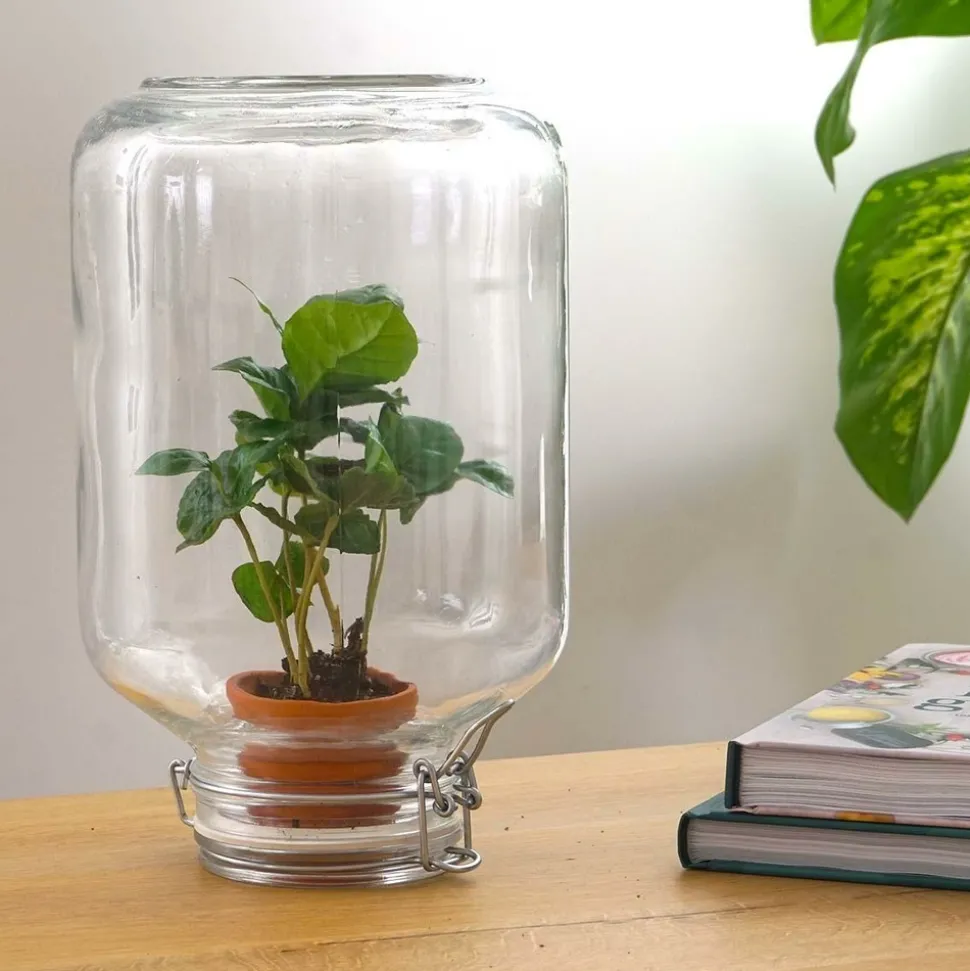 LA GREEN TOUCH - Easyplant - baby plante sous verre -
