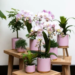 LA GREEN TOUCH - Ensemble de plantes vertes avec orchidée rose et accessoires