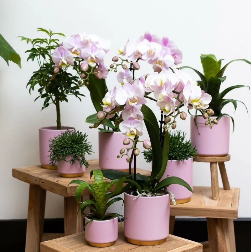 LA GREEN TOUCH - Ensemble de plantes vertes avec orchidée rose et accessoires